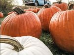 pumpkins.jpg