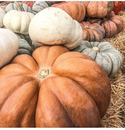 pumpkins1.jpg