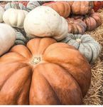 pumpkins1.jpg