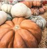pumpkins1.jpg