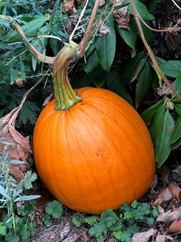An unplanned pumpkin that grew out of our mulch pile