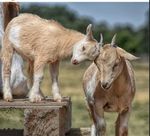 mamaandbabygoat.jpg