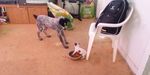dog