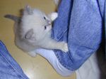Kitten