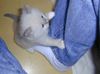Kitten
