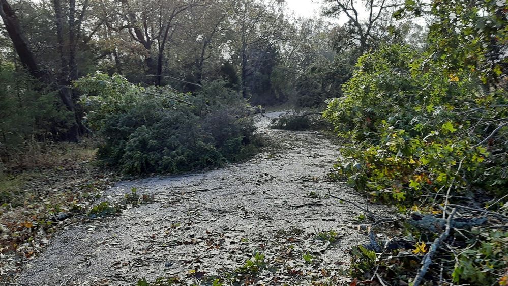 small path cut to last tree with downed power  lines in it.