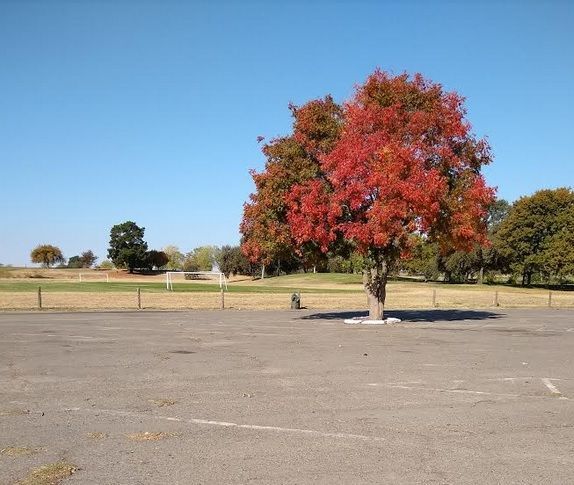 falltree2.jpg