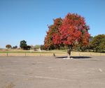 falltree2.jpg