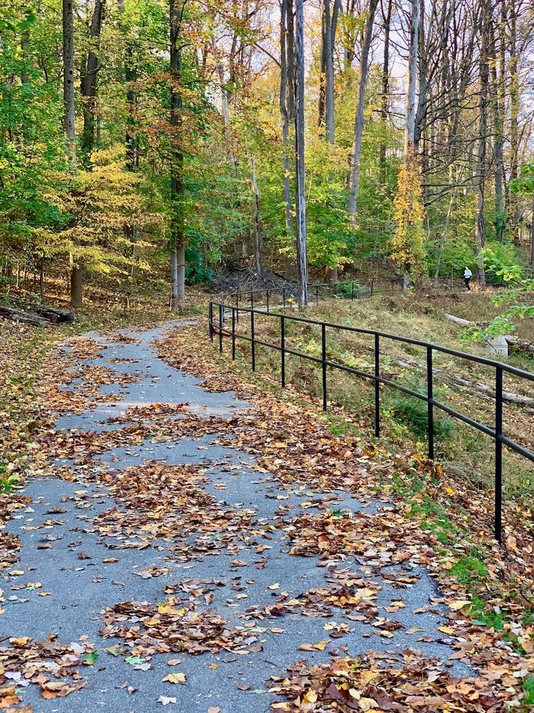 Lots of leaves on the trail