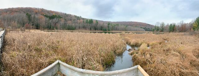 Overlooking a small pond in a nature preserve