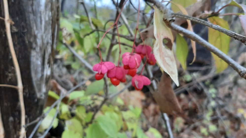 Dogwood berries couldn't find variety