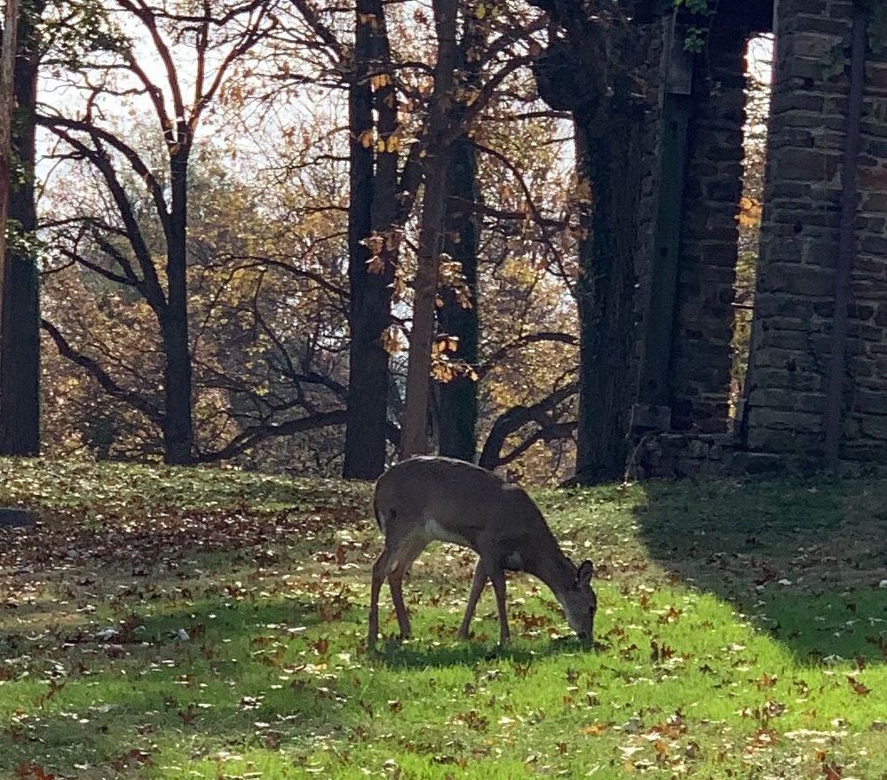 Lots of deer in the park I ride trough