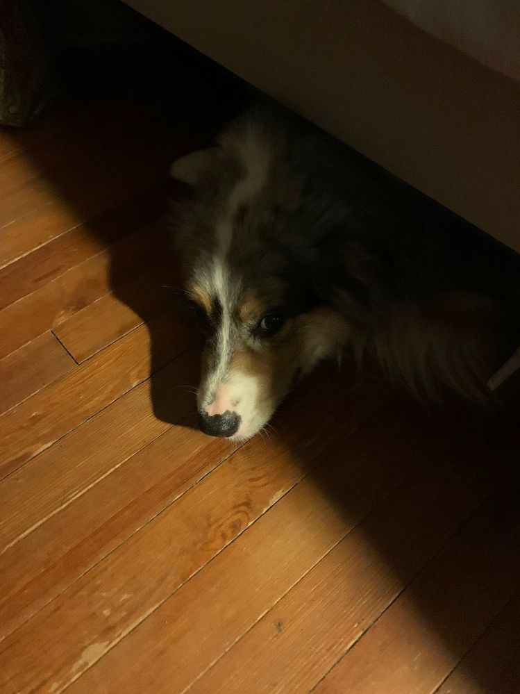 Jayhawk is stuck under the bed