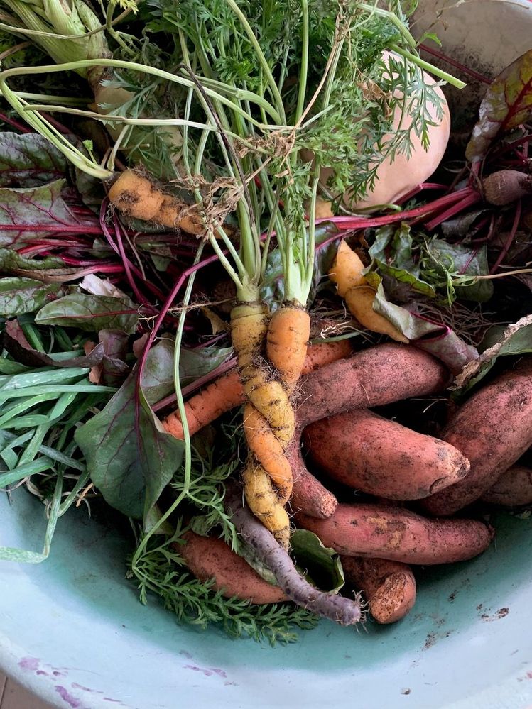 End of season garden haul -- Carrots, Beets, and Sweet Potatoes