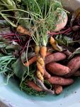 End of season garden haul -- Carrots, Beets, and Sweet Potatoes