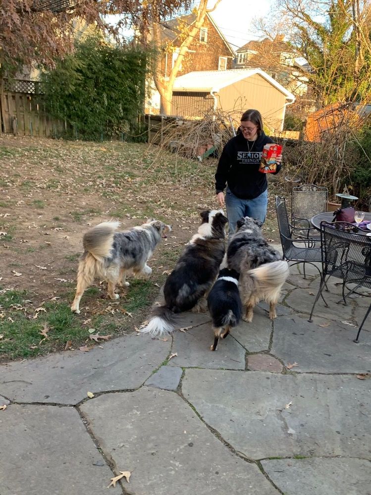 Jayhawk, Banjo (brother), Cali, Mattie (sister)