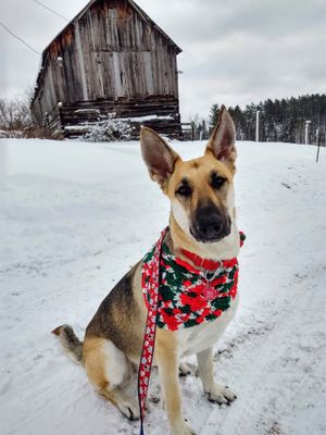 Talia's photo shoot on the way to the mailbox yesterday.