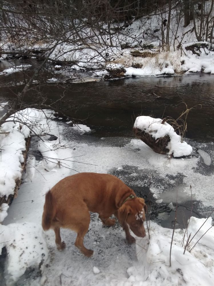 river snowshoe duke 122019.jpg