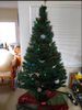 tree.jpg