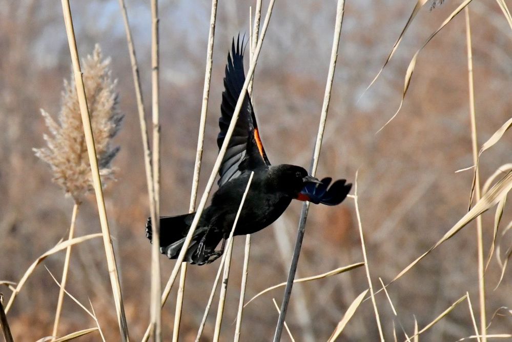 Red-winged blackbird