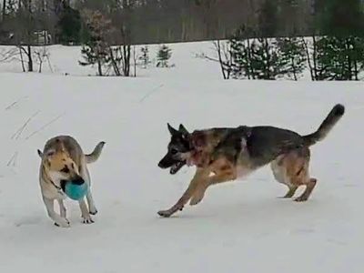 Outside fun with the dogs!