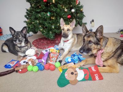 All the dogs showing the wonderful things they got from Santa.