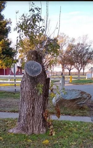 treehair.jpg
