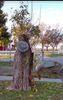 treehair.jpg