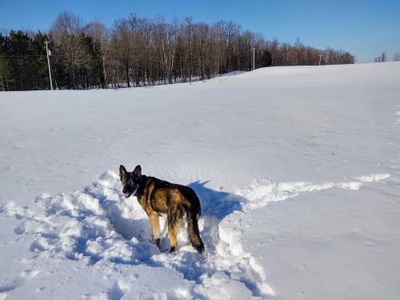 Isis and her version of a snow angel.