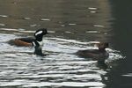 Hooded Mergansers