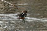 Hooded Mergansers