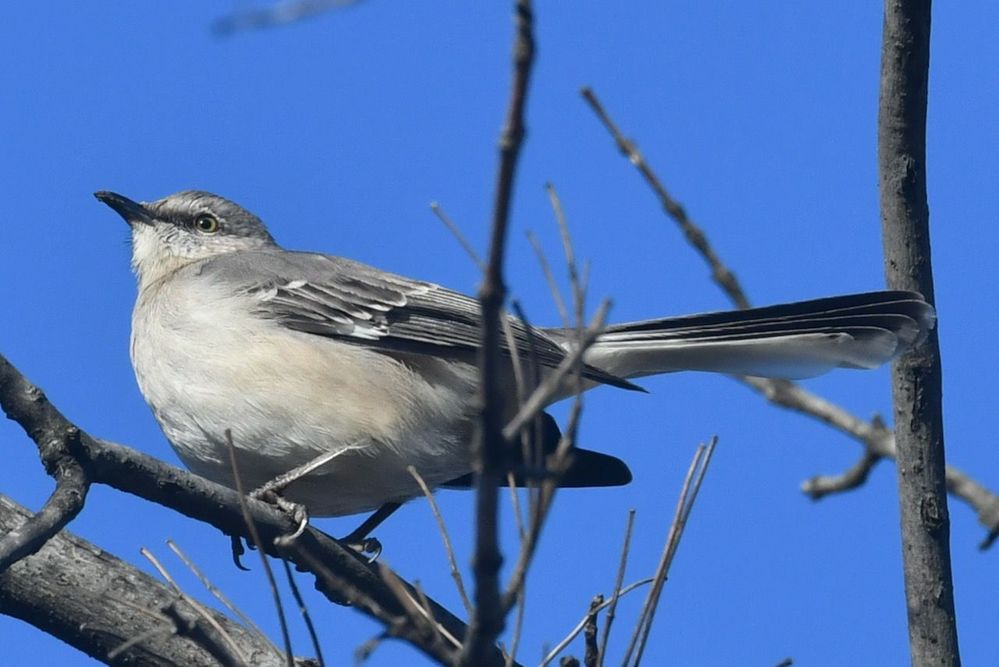 Mocking Bird