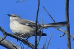 Mocking Bird