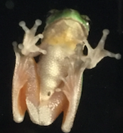 Frog.png