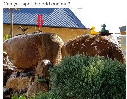birds.jpg
