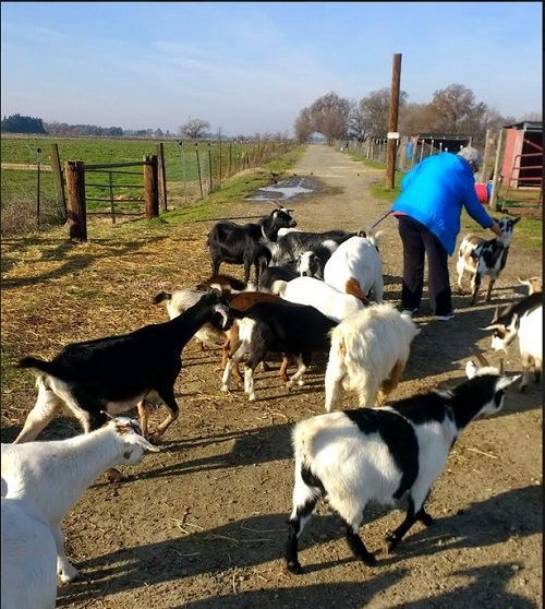 meplaying withgoats.jpg