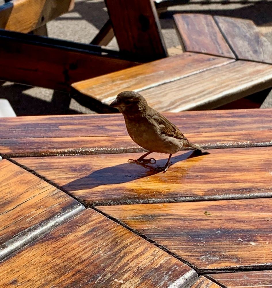 Atticus Finch comes for lunch ...