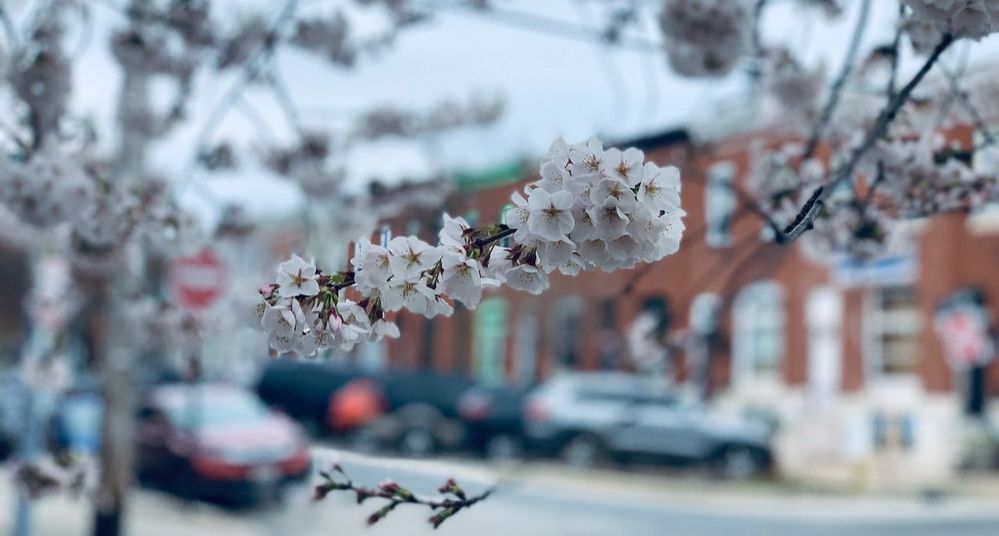 The trees are flowering -- (is that cough allergies or COVID-19?