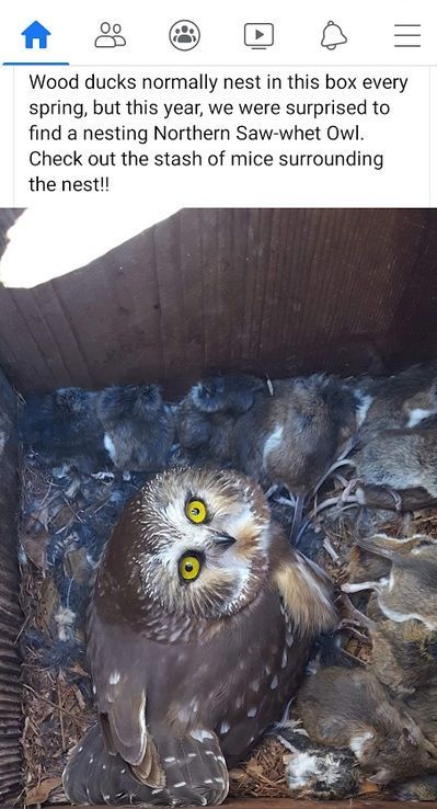 owl.jpg