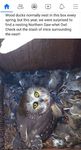 owl.jpg
