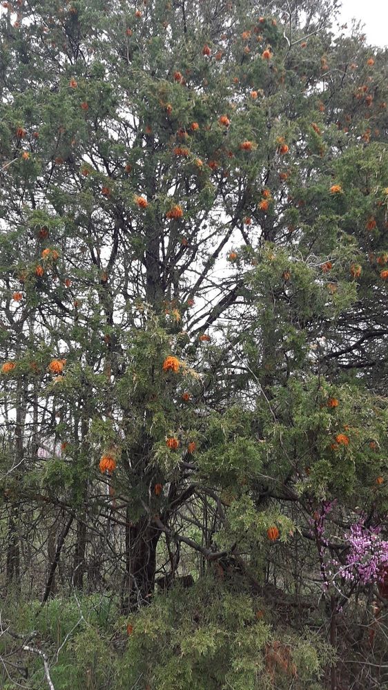 cedar blooming.jpg