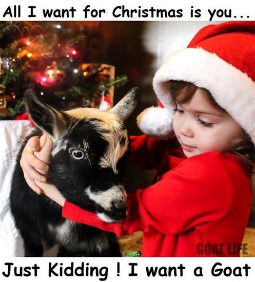 goatxmas.jpg