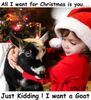 goatxmas.jpg
