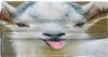 goatmask.jpg