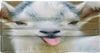 goatmask.jpg