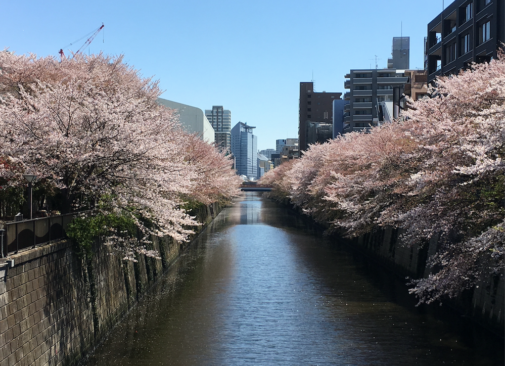 Sakura on the banks of the Meguro