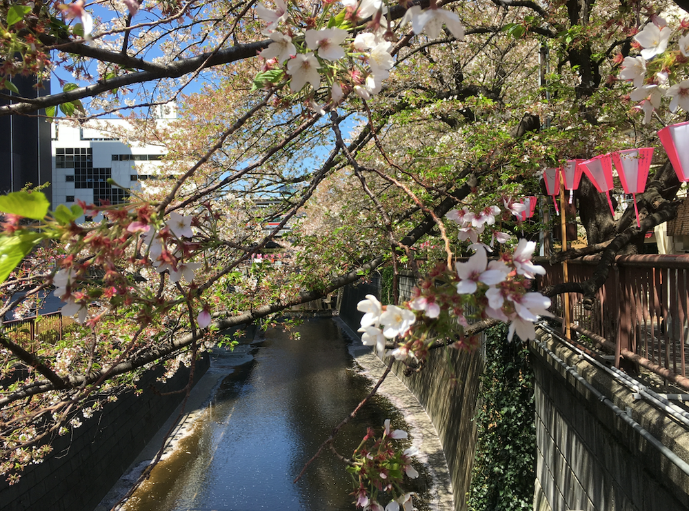 Meguro with festival lanterns