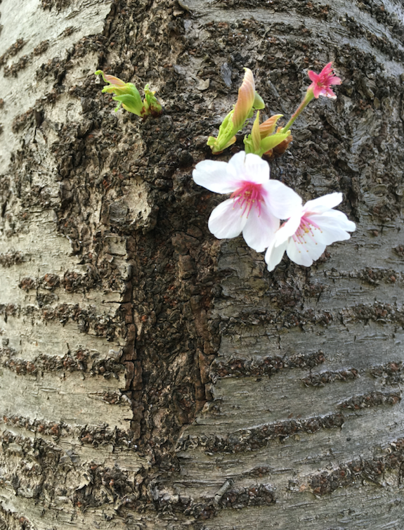 Blossom out of bark