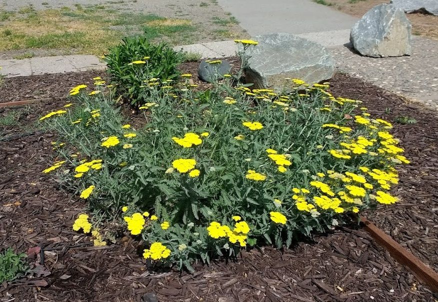 flowersgibson1.jpg