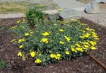 flowersgibson1.jpg